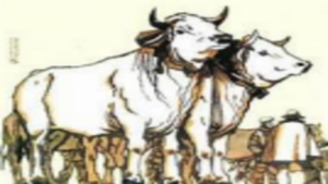 Fiera Nazionale del bue grasso