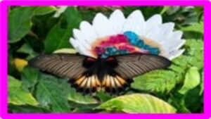 farfalle